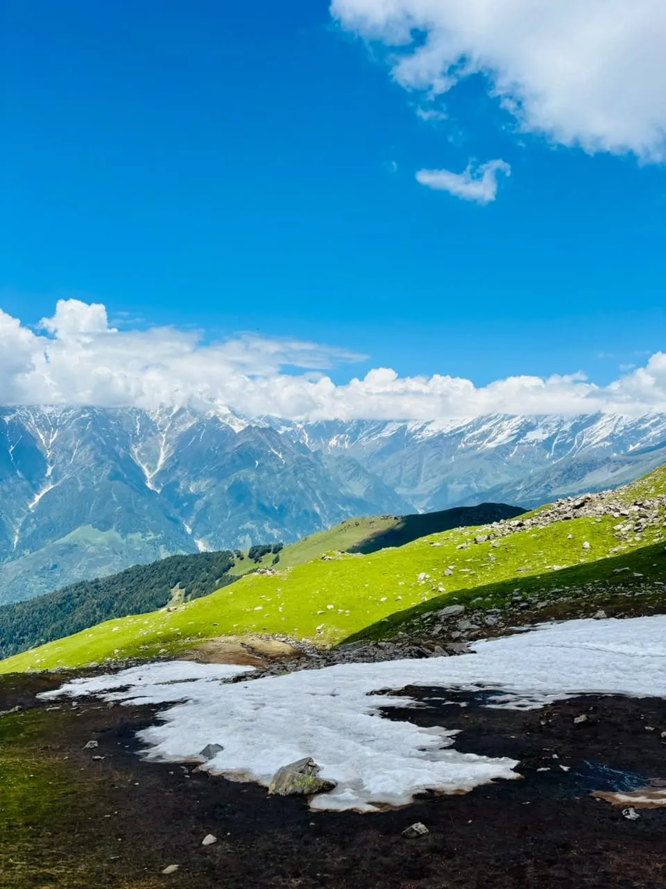 Meadows Above the Treeline