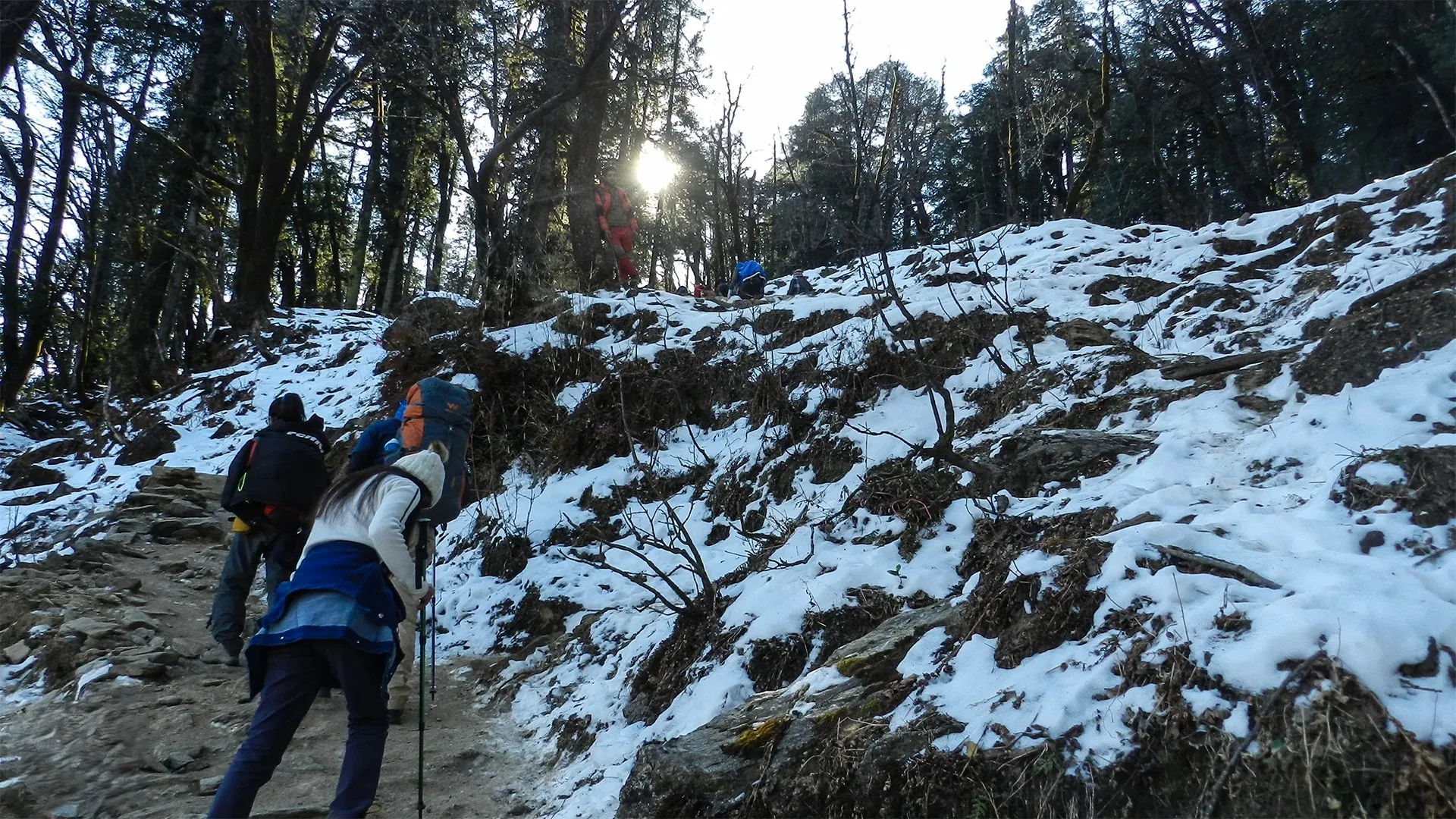 Ancient Forest Trails